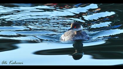 Karaboyunlu batağan