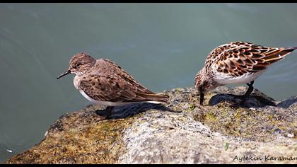 Sarıbacaklı kumkuşu