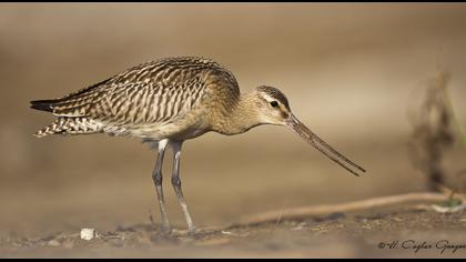 Kıyı çamurçulluğu