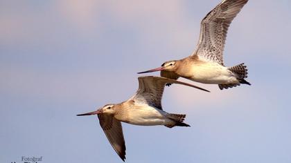 Kıyı çamurçulluğu