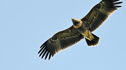 Küçük orman kartalı