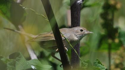 Akgerdanlı ötleğen