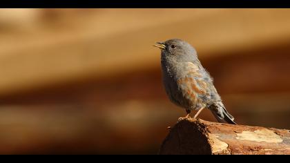 Büyük dağbülbülü