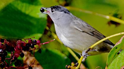 Karabaşlı ötleğen