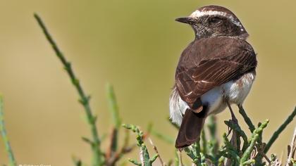 Kıbrıs kuyrukkakanı