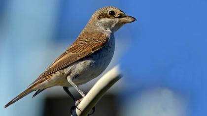 Kızılsırtlı örümcekkuşu