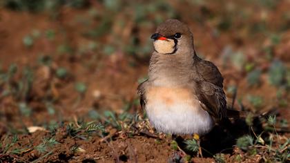 Bataklıkkırlangıcı