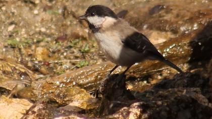 Akyanaklı baştankara
