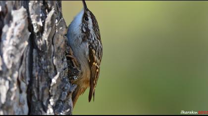 Bahçe tırmaşıkkuşu