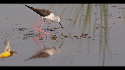 Uzunbacak » Black-winged Stilt » Himantopus himantopus