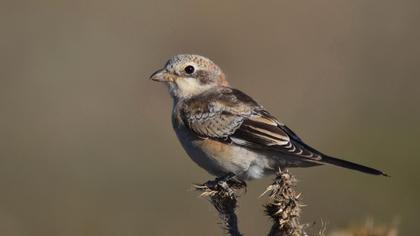 Maskeli örümcekkuşu