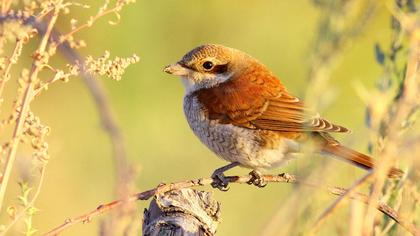 Kızılsırtlı örümcekkuşu