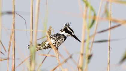 Alaca yalıçapkını