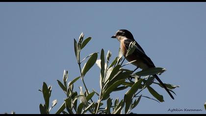 Maskeli örümcekkuşu