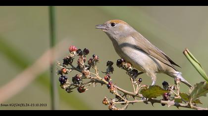 Karabaşlı ötleğen