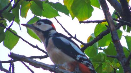 Orman alaca ağaçkakanı