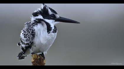 Alaca yalıçapkını