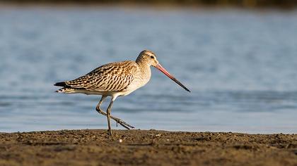 Kıyı çamurçulluğu