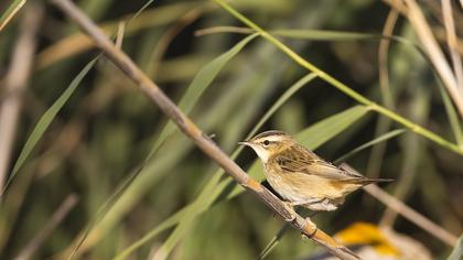 Kındıra kamışçını