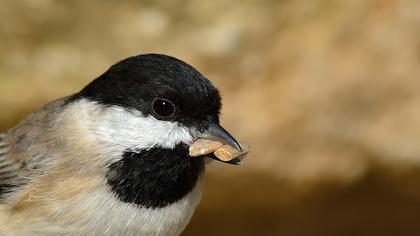 Akyanaklı baştankara