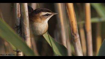 Bıyıklı kamışçın