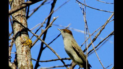 Karabaşlı ötleğen