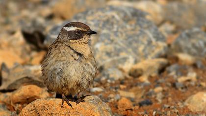 Sürmeli dağbülbülü