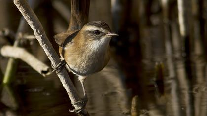 Bıyıklı kamışçın