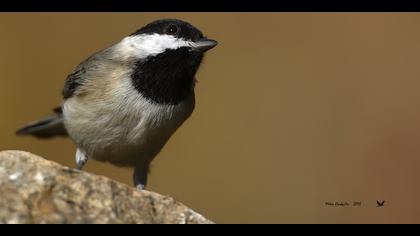 Akyanaklı baştankara