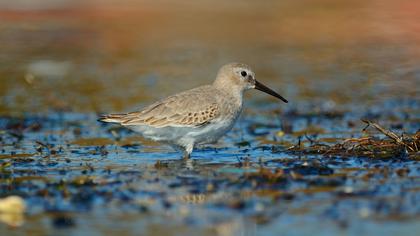 Karakarınlı kumkuşu