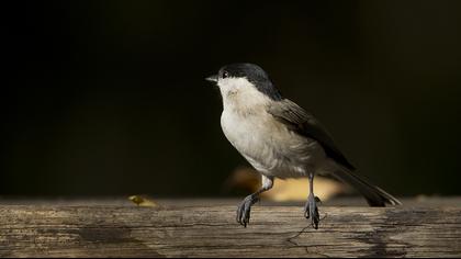 Kayın baştankarası