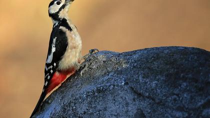 Orman alaca ağaçkakanı