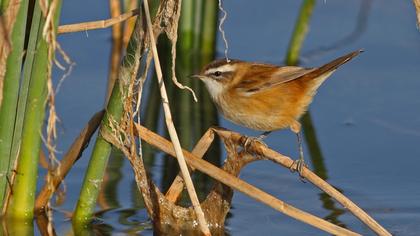 Bıyıklı kamışçın