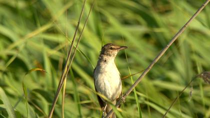 Büyük kamışçın