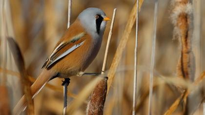 Bıyıklı baştankara