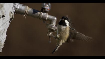 Akyanaklı baştankara