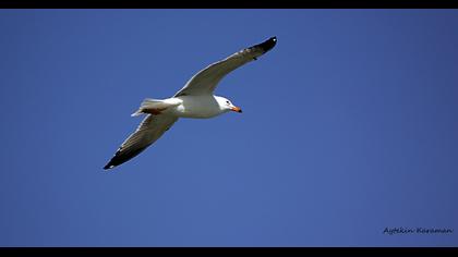 Van gölü martısı