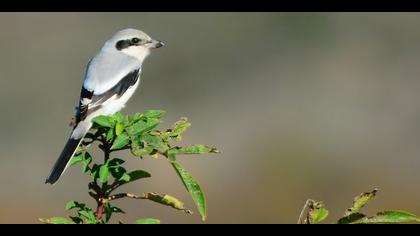 Büyük örümcekkuşu