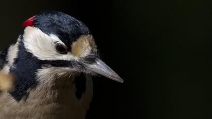 Orman alaca ağaçkakanı