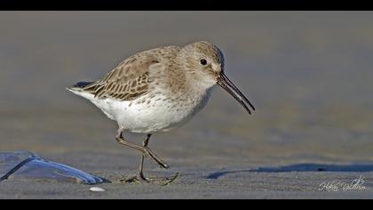 Karakarınlı kumkuşu