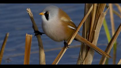 Bıyıklı baştankara