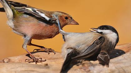 Akyanaklı baştankara