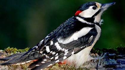 Orman alaca ağaçkakanı