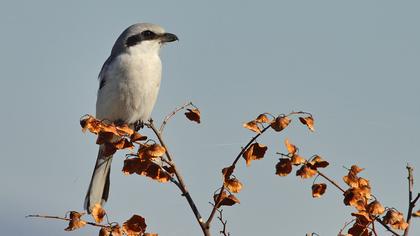 Büyük örümcekkuşu