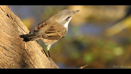 Küçük akgerdanlı ötleğen