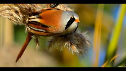 Bıyıklı baştankara