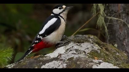 Orman alaca ağaçkakanı