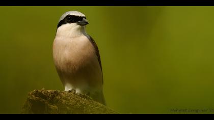 Kızılsırtlı örümcekkuşu