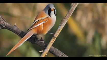 Bıyıklı baştankara