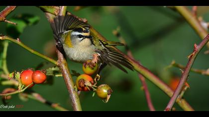 Sürmeli çalıkuşu